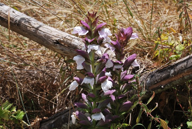 Acanthus mollis